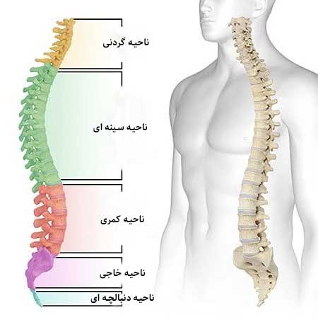 ساختار ستون فقرات