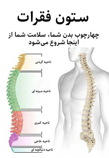 ستون فقرات